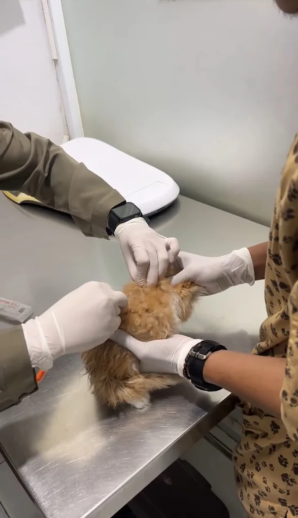 andista annimal care 10